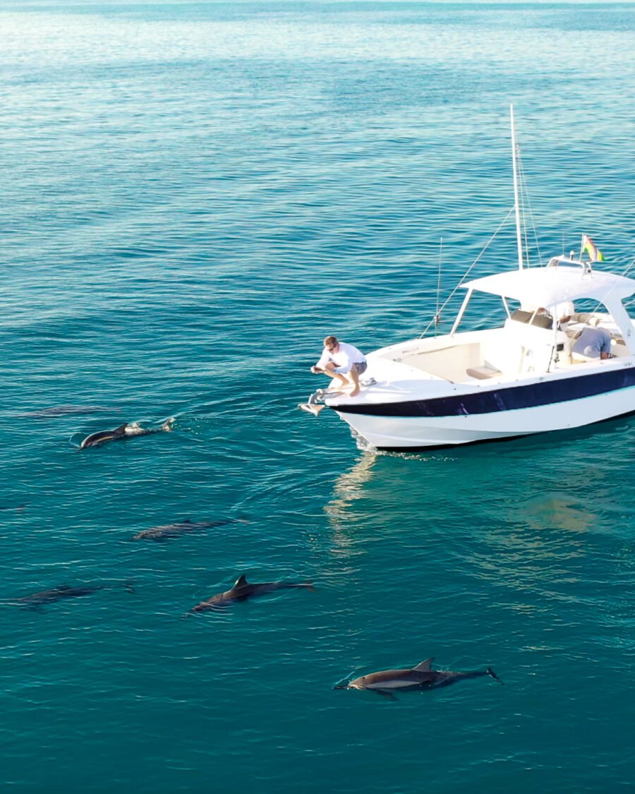 Private Speedboat — Dolphin Watching (West Coast)