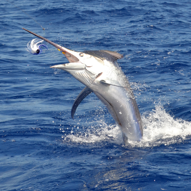 Multi-Day Offshore Bank Expeditions